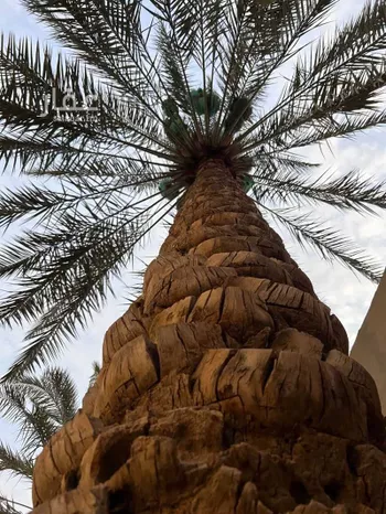 شاليه واستراحة للحجز في طريق مكه المكرمه ، حي الشراع الجنوبي ، المبرز ، الاحساء صورة 3