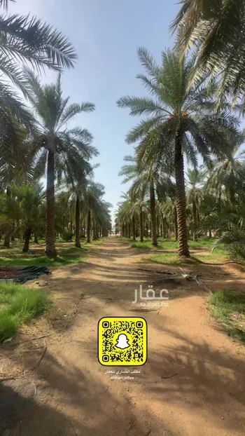 مزرعة للبيع في شارع ابن عرفجة, حي الرمال, مدينة عنيزه, منطقة القصيم صورة 4