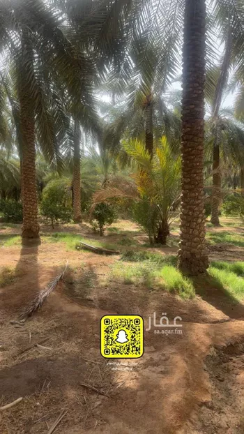 مزرعة للبيع في شارع ابن عرفجة, حي الرمال, مدينة عنيزه, منطقة القصيم صورة 5