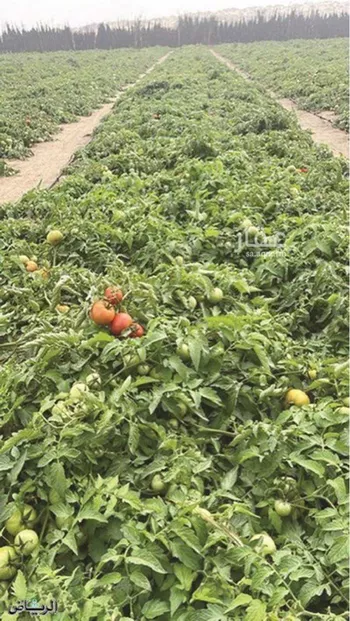أرض للبيع في حي الرحاب, مدينة القطيف, المنطقة الشرقية صورة 2