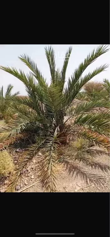 مزرعة للبيع في شارع الوادي, حي المليليح, مدينة المدينه المنوره, منطقة المدينة المنورة