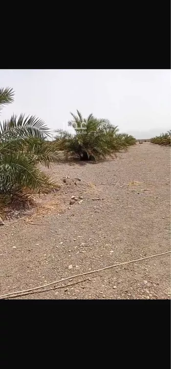 مزرعة للبيع في شارع الوادي, حي المليليح, مدينة المدينه المنوره, منطقة المدينة المنورة صورة 3
