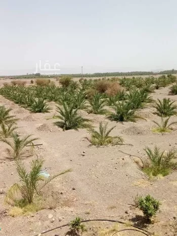 مزرعة للبيع في شارع الوادي, حي المليليح, مدينة المدينه المنوره, منطقة المدينة المنورة صورة 5