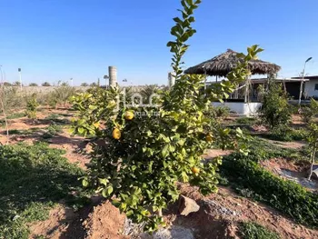 مزرعة للبيع في شارع العريدة, حي العريدة, مدينة العريدة, منطقة حائل