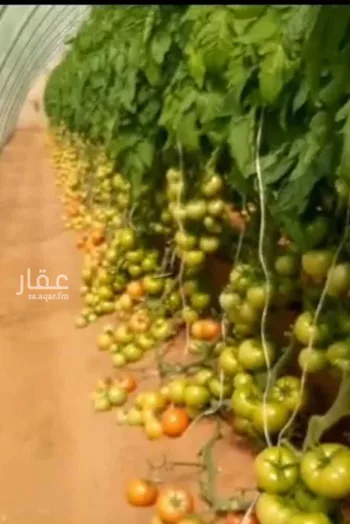 مزرعة للبيع في المسبر ، المزاحمية