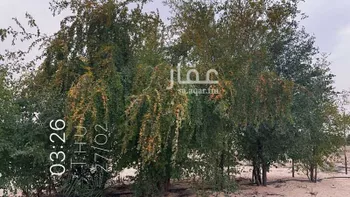 أرض للبيع في حي السديره, مدينة السديره, المنطقة الشرقية صورة 5