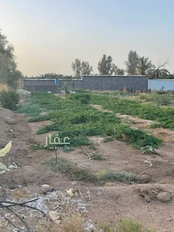 مزرعة للبيع في الثمد ، خيبر صورة 3