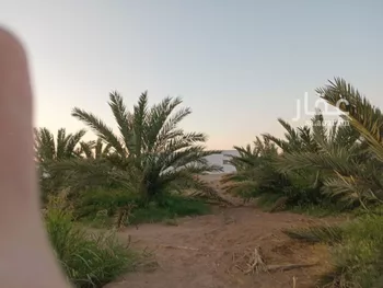 مزرعة للبيع في شارع 1402, حي المندسة, مدينة المدينه المنوره, منطقة المدينة المنورة صورة 4