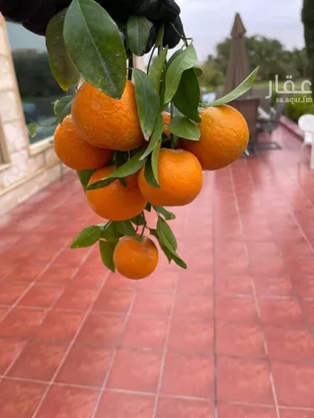 استراحة للبيع في شارع العماريه 563, مدينة العماريه, منطقة الرياض صورة 5