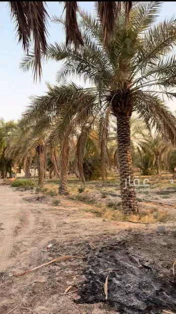 مزرعة للبيع في شارع الخليج العربي, حي منطقة الغويبة الزراعية, مدينة الاحساء, المنطقة الشرقية صورة 2
