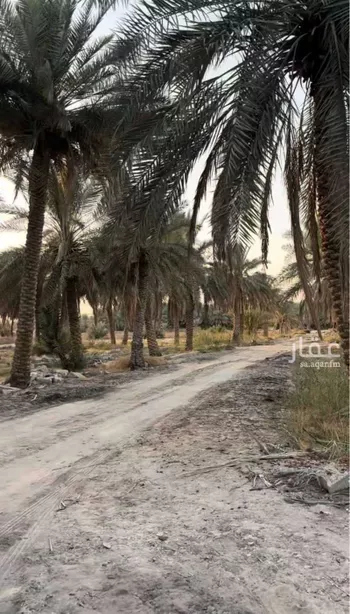 مزرعة للبيع في شارع الخليج العربي, حي منطقة الغويبة الزراعية, مدينة الاحساء, المنطقة الشرقية صورة 5