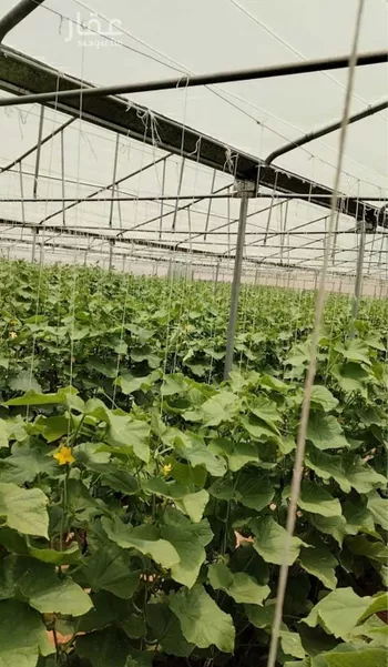مزرعة للبيع في حي اللغفيه, مدينة اللغفيه, منطقة الرياض