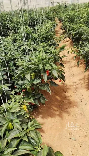 مزرعة للبيع في حي اللغفيه, مدينة اللغفيه, منطقة الرياض صورة 4