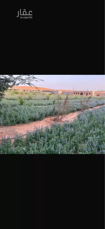 مزرعة للبيع في شارع مجاهد, حي الصيهد (ال ولمه), مدينة الصيهد (ال ولمه), منطقة الرياض صورة 5
