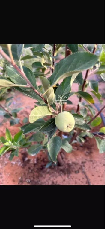 مزرعة للبيع في شارع مجاهد, حي الصيهد (ال ولمه), مدينة الصيهد (ال ولمه), منطقة الرياض صورة 4
