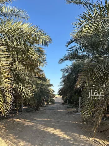 مزرعة للبيع في مدينة الاحساء, المنطقة الشرقية صورة 5