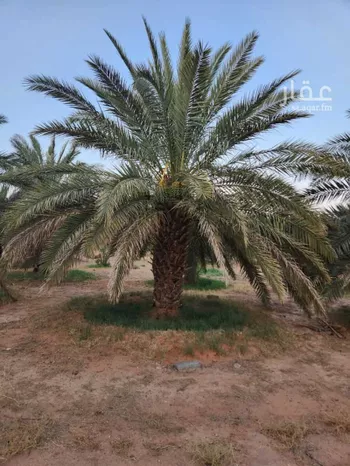 مزرعة للبيع في مدينة ثادق, منطقة الرياض صورة 2