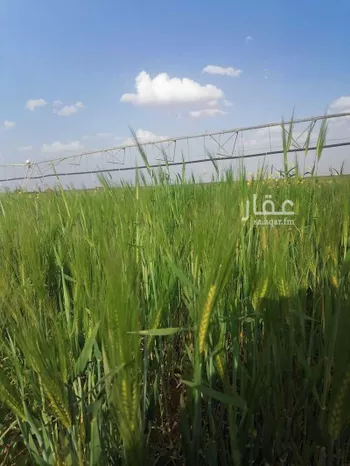 مزرعة للبيع في حي مزارع شمال تيماء (جريش), مدينة مزارع شمال تيماء (جريش), منطقة تبوك صورة 3