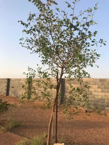 مزرعة للبيع في طريق الملك سلمان ، الروضة ، الزلفي صورة 4
