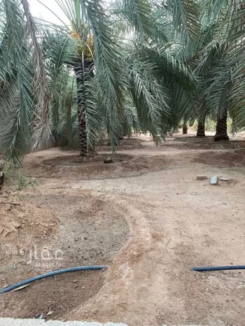 مزرعة للبيع في شارع عمر بن ذر, حي المصيف, مدينة عنيزه, منطقة القصيم صورة 3