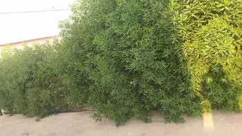 مزرعة للبيع في شارع جو 488, مدينة ضرما, منطقة الرياض صورة 2