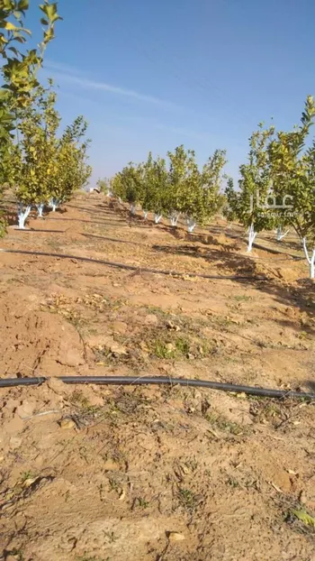 مزرعة للبيع في حي مزارع كبد, مدينة مزارع كبد, منطقة القصيم