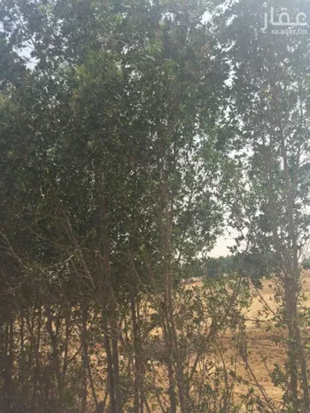 أرض للبيع في شارع محمد بن ناصر, حي الصفا, مدينة احد المسارحه, منطقة جازان صورة 5