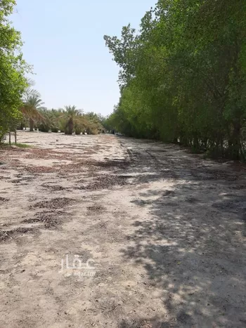 مزرعة للبيع في شارع حي ج19 1225, حي ج19, مدينة الجبيل, المنطقة الشرقية صورة 5