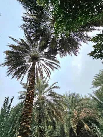 مزرعة للبيع في حي الدويخلة, مدينة المدينه المنوره, منطقة المدينة المنورة صورة 5