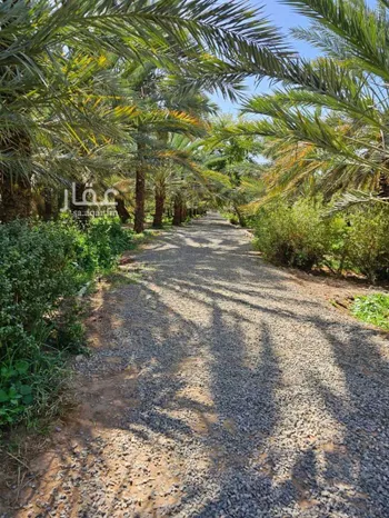 مزرعة للبيع في شارع عبدالله بن الفضل, حي الدويخلة, مدينة المدينه المنوره, منطقة المدينة المنورة صورة 3