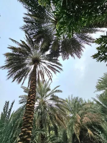 مزرعة للبيع في شارع عبدالله بن الفضل, حي الدويخلة, مدينة المدينه المنوره, منطقة المدينة المنورة صورة 2