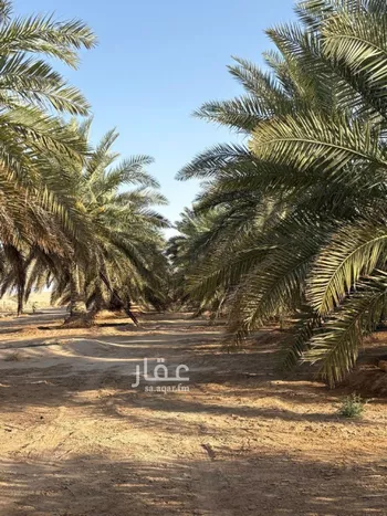 مزرعة للبيع في مدينة هجره دبيان, منطقة الرياض صورة 5