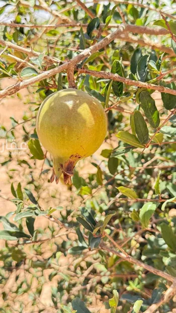 أرض للبيع في شارع الجله, حي العليا, مدينة الجله, منطقة الرياض صورة 4