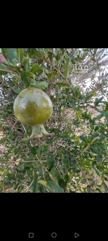 مزرعة للبيع في شارع المويقعه 2 ، عشيرة ، الطائف صورة 5