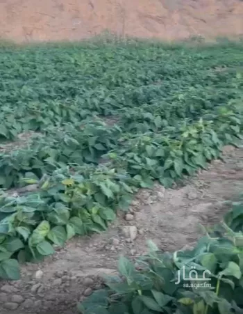 أرض للبيع في حي فيده الوسطي, مدينة فيده الوسطي, منطقة مكة المكرمة صورة 3