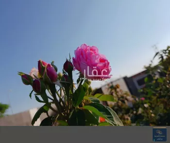 استراحة للبيع في شارع صيفى بن ابى عامر, حي سد الغابة, مدينة المدينه المنوره, منطقة المدينة المنورة صورة 2