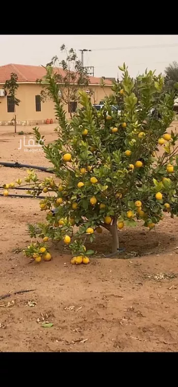 أرض للبيع في حي هجره العليا, مدينة هجره العليا, منطقة الرياض صورة 2