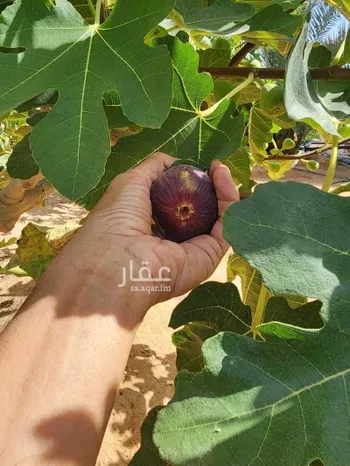 مزرعة للبيع في شارع مزرعة الطارق, حي اللغفيه, مدينة اللغفيه, منطقة الرياض