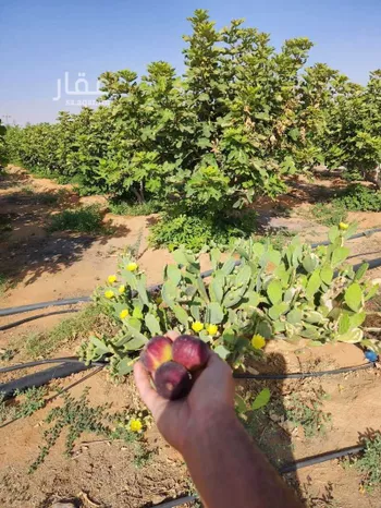 مزرعة للبيع في شارع مزرعة الطارق, حي اللغفيه, مدينة اللغفيه, منطقة الرياض صورة 4