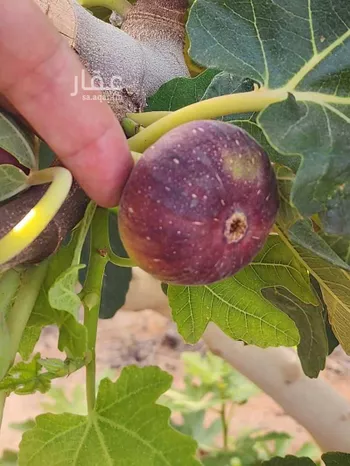 مزرعة للبيع في شارع مزرعة الطارق, حي اللغفيه, مدينة اللغفيه, منطقة الرياض صورة 2