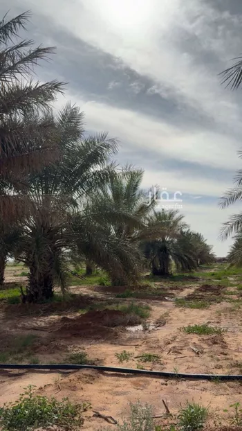 مزرعة للبيع في شارع الرمحيه, مدينة الرمحيه, منطقة القصيم صورة 2