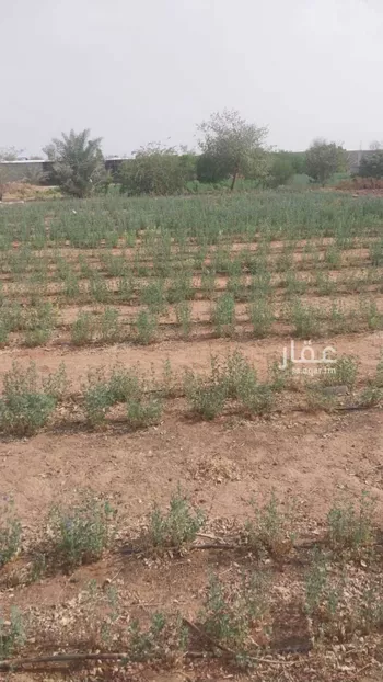 مزرعة للبيع في شارع المنيصف 1914, مدينة الهياثم, منطقة الرياض