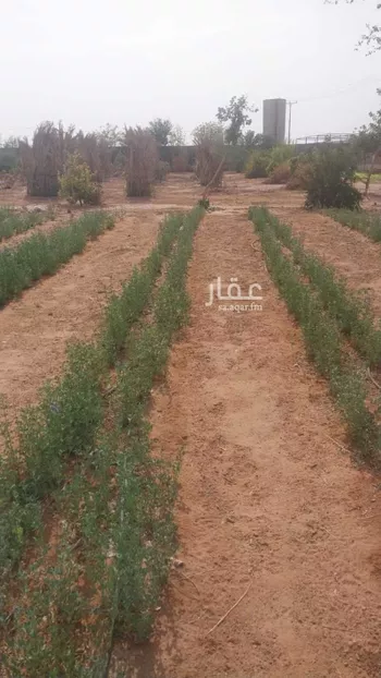 مزرعة للبيع في شارع المنيصف 1914, مدينة الهياثم, منطقة الرياض صورة 4