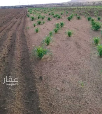مزرعة للبيع في شارع 0000, حي المودة, مدينة صبياء, منطقة جازان صورة 4