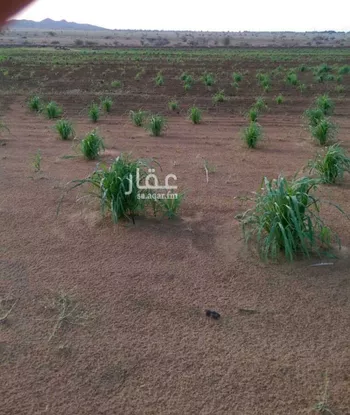 مزرعة للبيع في شارع 0000, حي المودة, مدينة صبياء, منطقة جازان