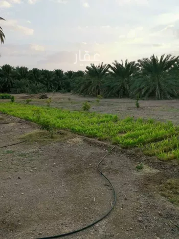 مزرعة للبيع في حي المليليح, مدينة المدينه المنوره, منطقة المدينة المنورة صورة 3