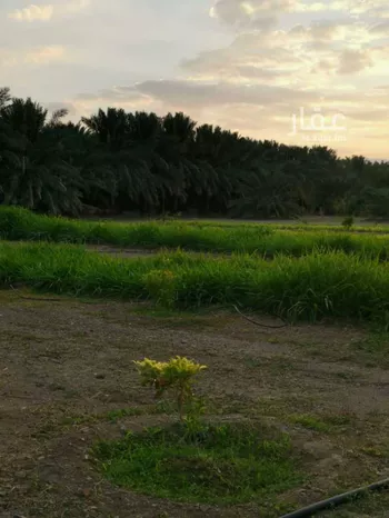 مزرعة للبيع في حي المليليح, مدينة المدينه المنوره, منطقة المدينة المنورة صورة 2