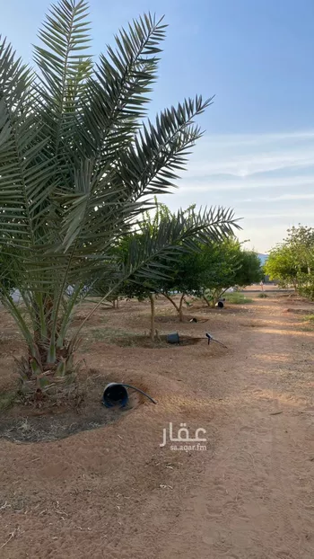 مزرعة للبيع في حي هجره الذيبيه وخضراء, مدينة هجره الذيبيه وخضراء, منطقة الرياض صورة 2