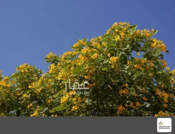 فيلا للبيع في شارع رقم 1017, حي سدرة, مدينة الرياض, منطقة الرياض صورة 2