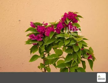 فيلا للبيع في شارع رقم 1005, حي سدرة, مدينة الرياض, منطقة الرياض صورة 2